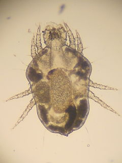 Cheyletidae Family of mites