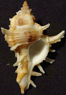 Chicoreus Varius F.jpg