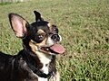 Chihuahua: Schwarz mit sandfarbenem Brand, Allelkombination Ii