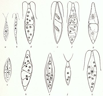 Chlorogonium