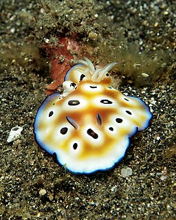 <i>Goniobranchus leopardus</i> species of mollusc