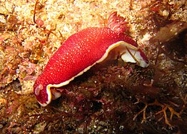 Chromodoris tinctoria.jpg