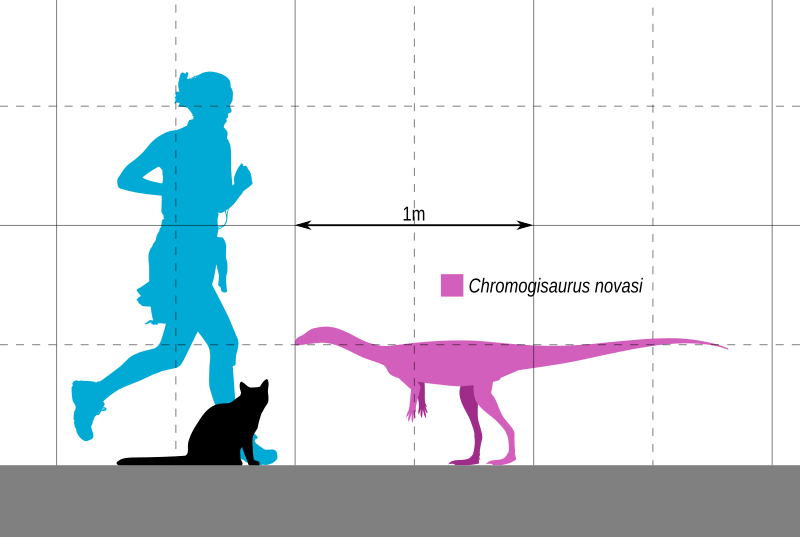 File:Chromogisaurus Scale.svg