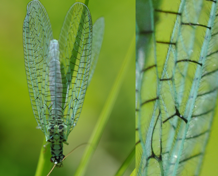 Tập_tin:Chrysopa_perla_3_wings.png