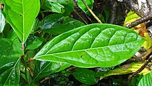 Cinnamomum triplinerve 58395796.jpg