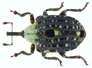 <i>Cionus scrophulariae</i> species of insect