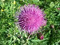 Cirsium helenioides, Melancholy Thistle - Huopaohdake Kerava, Finland