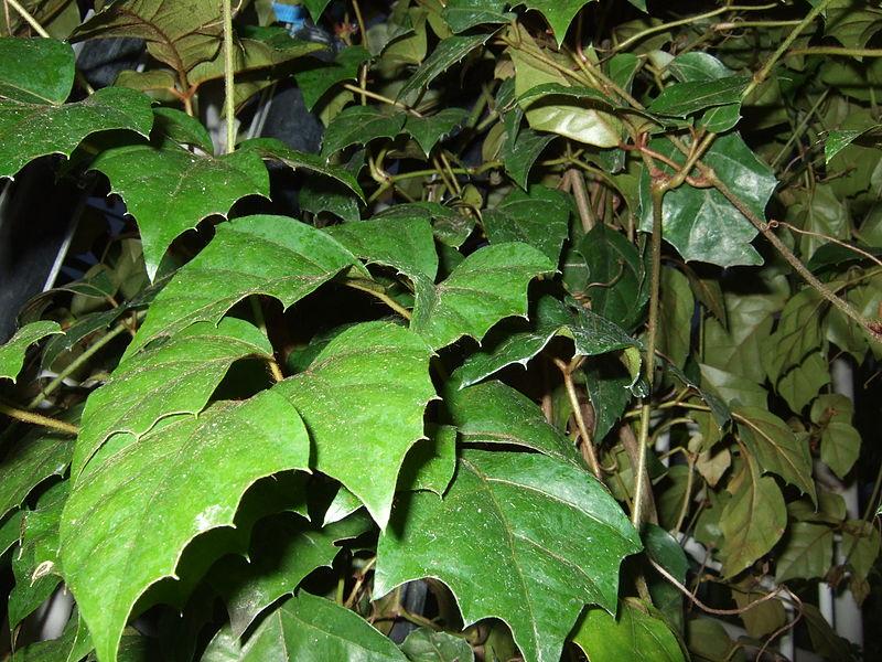 File:Cissus rhombifolia.jpg