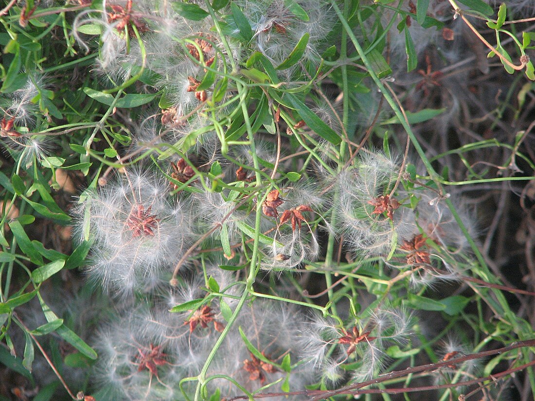 Clematis microphylla