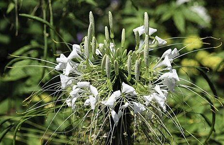 Cleome hassleriana blossom