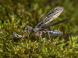 Climaciella obtusa