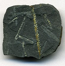 Skotsk alunskifer med fossiler af graptoliter