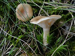 Clitocybe gibba a3 (2).jpg