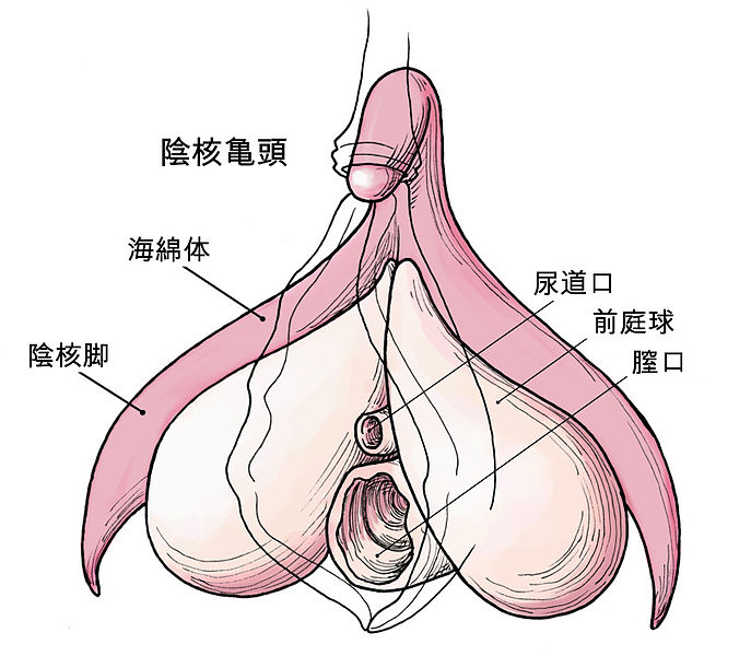 File:Clitoris anatomy labeled-ja.jpg