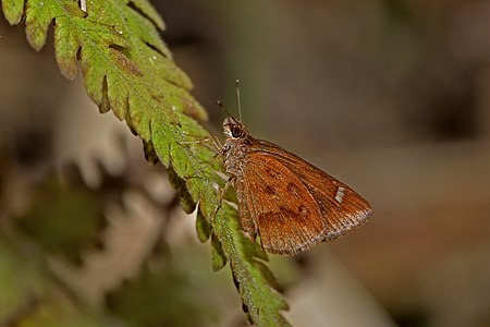 Ventral view (Female)