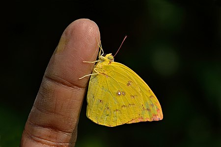 Ventral view (Female)