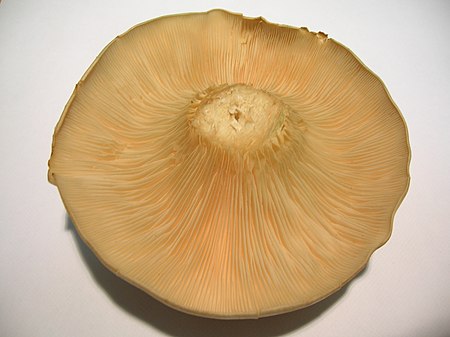 Clouded Agaric underside.JPG