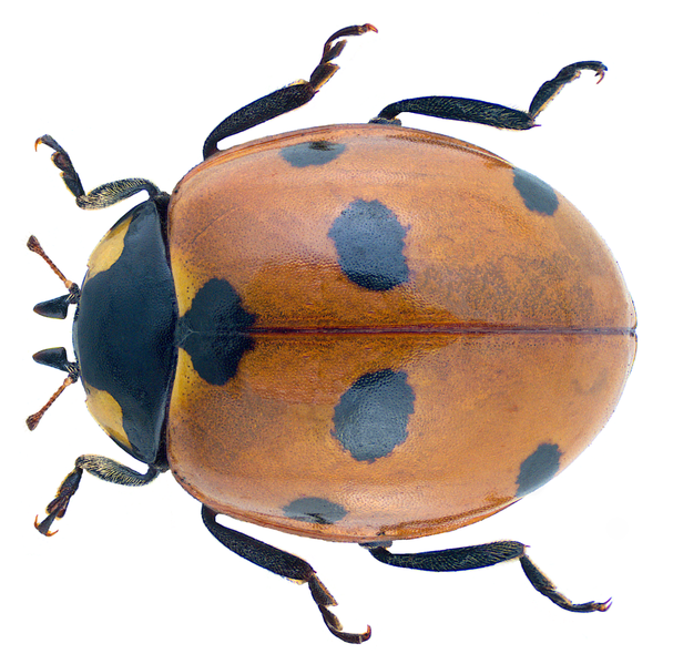 File:Coccinella septempunctata Linné, 1758 (30156309794).png