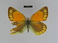 ♀ dorsal side