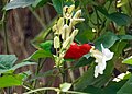 Collared Lory (31879467751).jpg