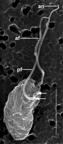 SEM image of Colponema vietnamica showing anterior (af) and posterior (pf) flagella, and an acroneme (an).