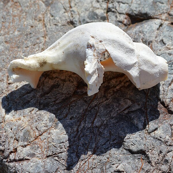 File:Common Whelk (Buccinum undatum) - Crow Head, Newfoundland 2019-08-15 (02).jpg