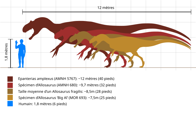 [Débat] Le monde réel si les Pokémon existaient 766px-Comparaison_des_tailles_d'Allosaure.svg