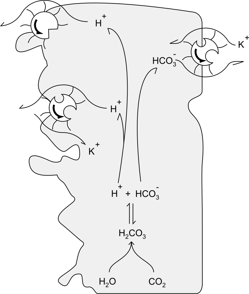 File:Complex distal tubule with acid base.svg