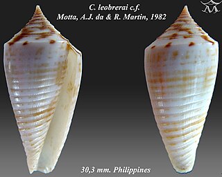 <i>Conus leobrerai</i> species of mollusc
