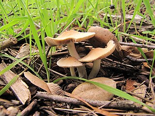 <i>Coprinopsis uliginicola</i> Species of fungus