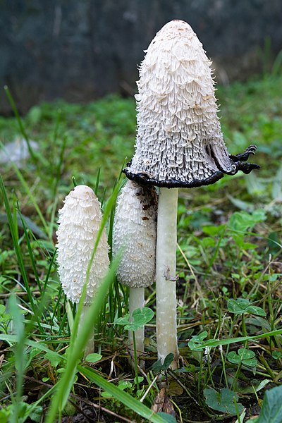 File:Coprinus comatus--5.jpg