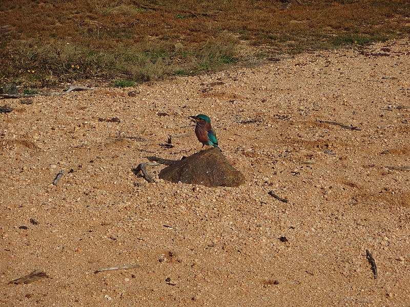 File:Coracias benghalensis Yala National Park 2017-10-26 (6).jpg