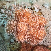 Coral (Sarcophyton glaucum), parque nacional Ras Muhammad, Egipto, 2022-03-27, DD 74.jpg