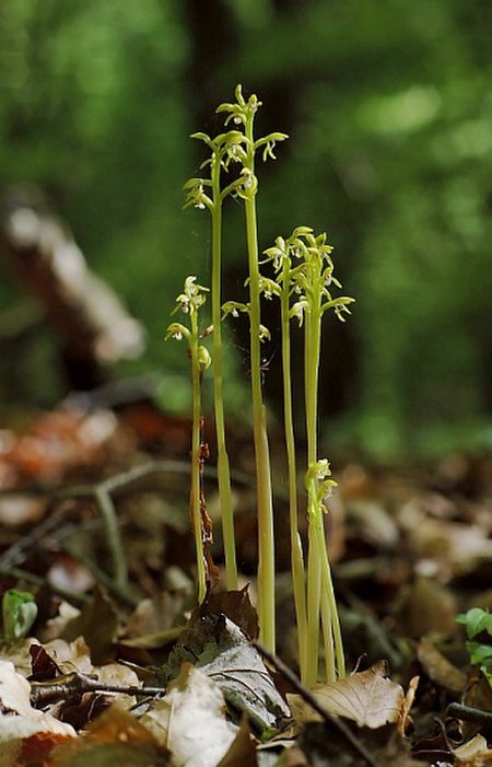 Corallorhiza trifida