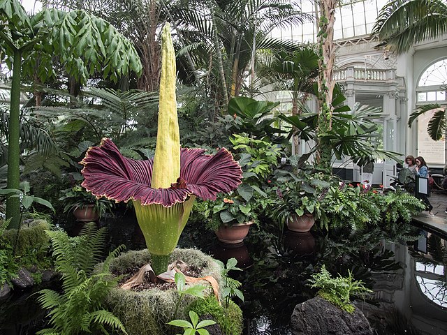 File Corpse Flower 71317 A Jpg Wikimedia Commons