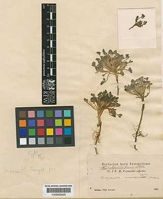 <i>Corydalis mucronifera</i> Species of flowering plant