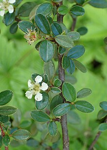 Cotoneaster rotundifolius kz02.jpg