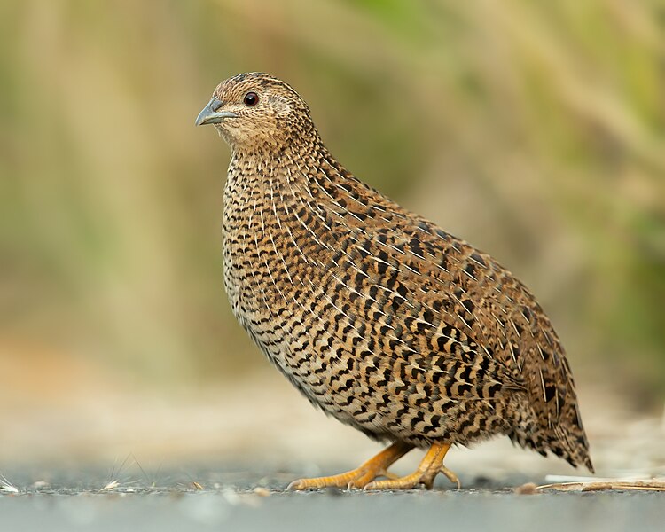 File:Coturnix ypsilophora - Sydney Olympic Park.jpg