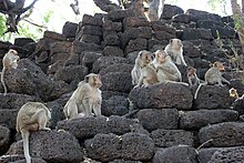 Groupe de macaques crabier (Lopburi, Thaïlande).