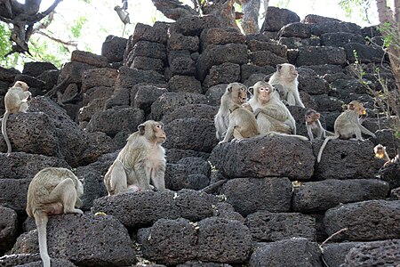 ไฟล์:Crab-eating_macaques_San_Phra_Kan_Lop_Buri.jpg