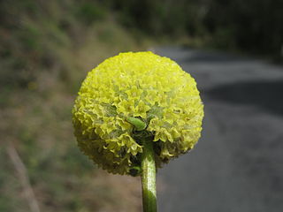 <i>Craspedia variabilis</i> Species of flowering plant