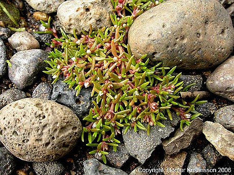 File:Crassula aquatica.jpg