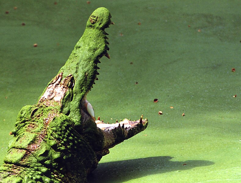 File:Crocodile in Kachikali kevinzim.jpg