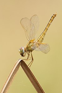 Crocothemis servilia в позе «обелиска»