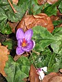 Crocus ligusticus among cyclamens