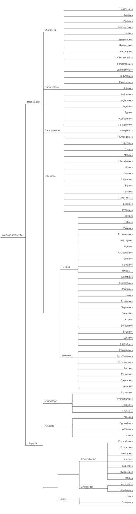 Tập_tin:CronquistPlantSystemTree.PNG