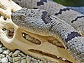 Crotalus lepidus klauberi 02.JPG