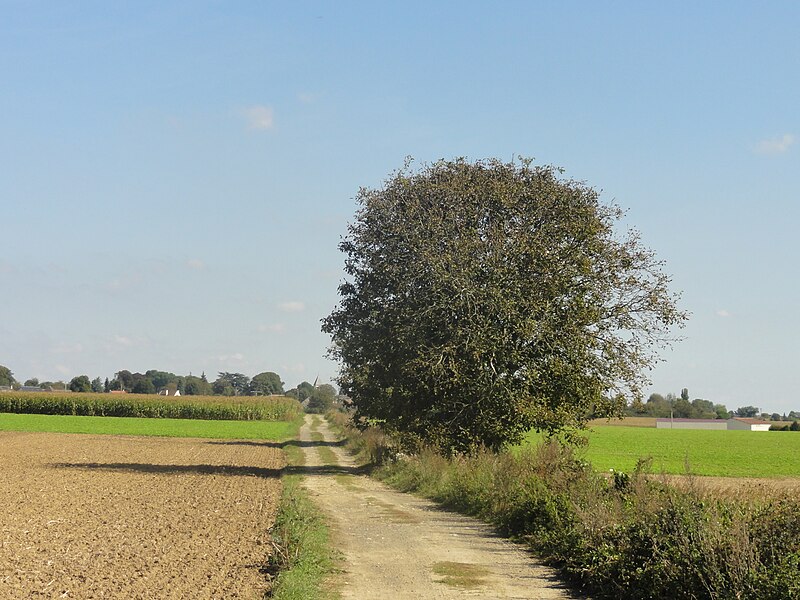 File:Crouy-en-Thelle (60), chemin rural à l'ouest du village.JPG