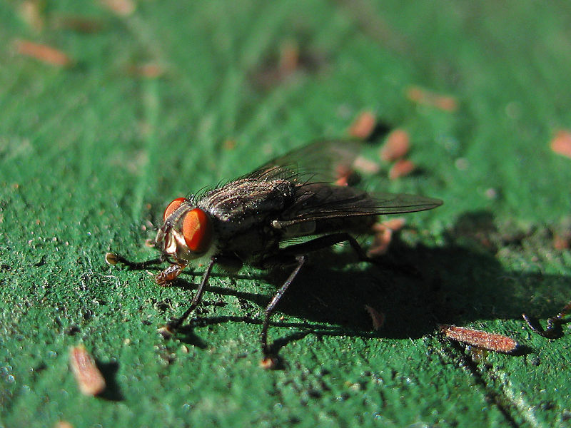 File:Curico, the fly (9378843083).jpg