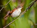 aves De Argentina